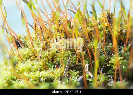 Immagine macro dettagliata di muschio verde che cresce su un tetto Foto Stock