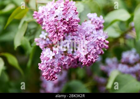 fioritura del lilla nel periodo primaverile dell'anno. lilla lilla fiori primo piano. Sfondo floreale naturale Foto Stock