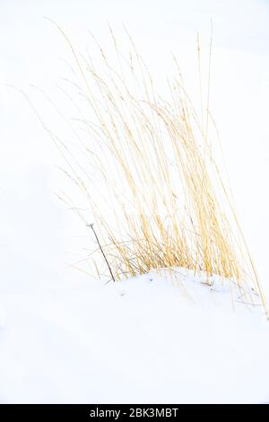 Grumo di erba secca con teste di semi semiserchiate dalla neve in inverno Foto Stock