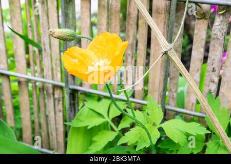 Papavero gallese di colore arancione, conosciuto anche come Papaver cambricum o Meconopsis cambrica in un giardino urbano Foto Stock