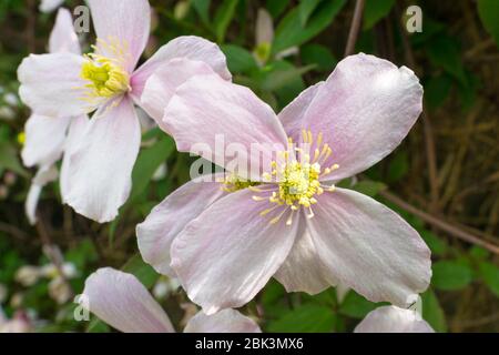 Fiore Clematis rosa tenue. Clematis Montana, conosciuto anche come Clematis montagna o Himalayan Clematis. Foto Stock