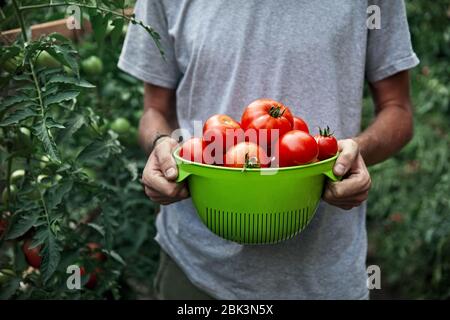 Giovane agricoltore è in possesso di vaschetta piena di raccolti freschi pomodori maturi in serra. Agricoltura naturale concetto. Foto Stock