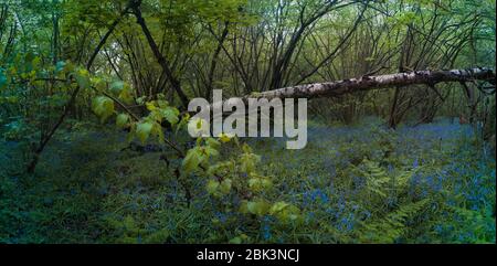 Primavera inglese bluebells fiorire nel loro habitat naturale di boschi aperti, Surrey, Inghilterra, Regno Unito, Europa Foto Stock