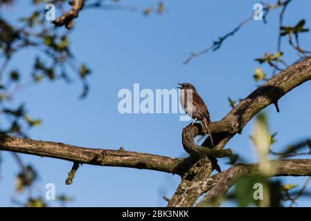 Un Dunnock Singing on Branch (Prunella modularis) nel regno unito Foto Stock