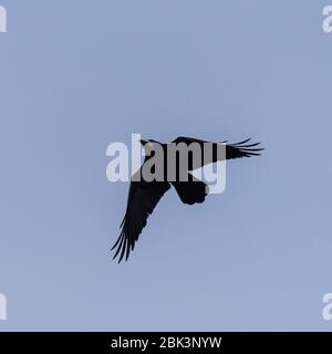 A Rook (Corvus frugilegus) in lotta nel regno unito Foto Stock