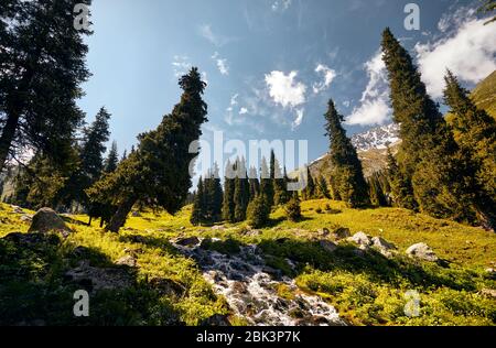 Pino nella valle di montagna a giornata soleggiata in Kazakistan Foto Stock