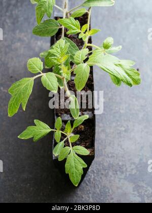 Giovani giovani giovani giovani giovani giovani giovani giovani giovani di pomodoro (varietà Harzfeuer) in un addestratore di radice. Foto Stock
