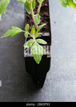 Giovani giovani giovani giovani giovani giovani giovani giovani giovani di pomodoro (varietà Harzfeuer) in un addestratore di radice. Foto Stock