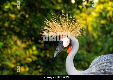 Incoronato Crane passeggiate in un parco verde. Foto Stock