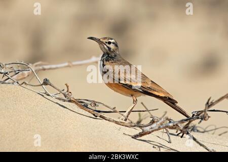 Il più grande hoopoe-lark (Alaemon alaudipes boavistae) nativo di deserto e semi-desertico regioni delle Isole del Capo Verde / Arcipelago di Cabo Verde Foto Stock