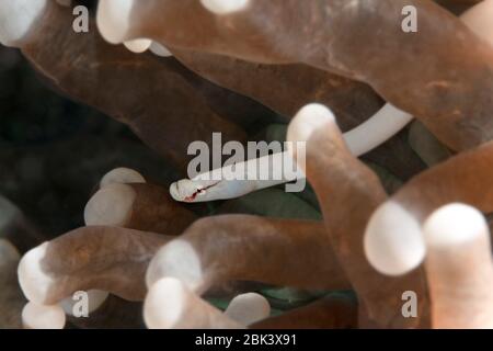 Pesce di pesce di corallo di funghi (Siokunichthys nigrolineatus). Macro fotografia subacquea da Romblon, Filippine Foto Stock