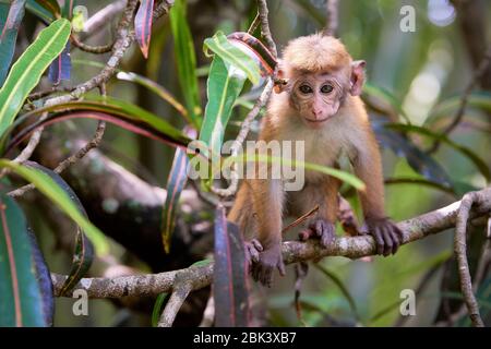 Macaque giovanile (macaca sinica) su albero circondato da fogliame a Kandy, Sri Lanka. La specie è classificata come in pericolo. Foto Stock