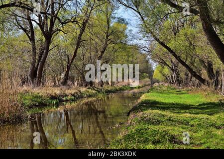 Paesaggio primaverile con ruscello in Ungheria rurale Foto Stock