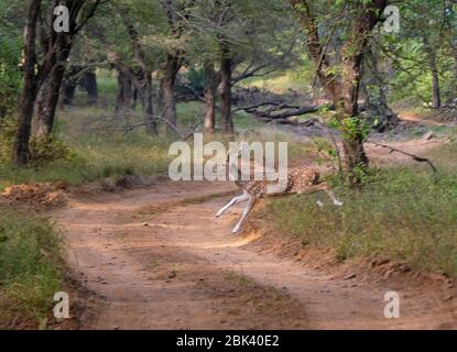 Cervi macchiati che corrono attraverso la pista di pan al Parco Nazionale di Ranthambore, Sawai Madhopur, Rajasthan, India Foto Stock