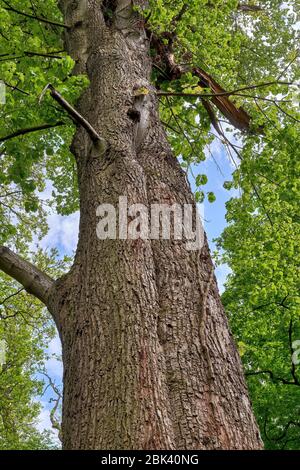 Il tronco di un bel vecchio tiglio nella foresta primaverile. (Tilia platyphyllos) Foto Stock