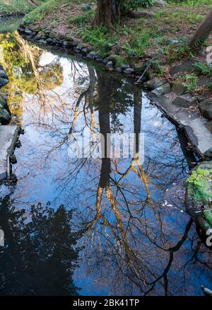 Riflessione degli alberi Koishikawa Korakuen Gardens a febbraio, Tokyo, Giappone Foto Stock