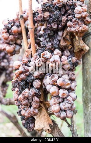 mazzo di uve secche di castano sere nel cortile invernale della wibe Foto Stock