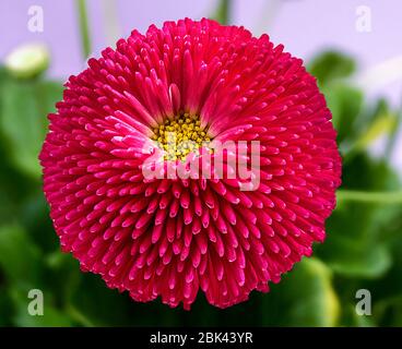 gerbera margherite all'aperto nel giardino Foto Stock