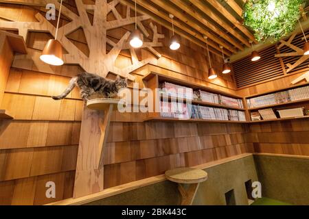 All'interno di un Cat Cafe, Tokyo, Giappone Foto Stock