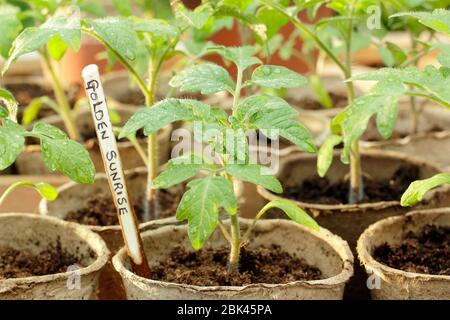 Solanum lycopersicum 'Alba dorata'. Piantine di pomodoro coltivate in casa in vasi biodegradabili sotto copertura per proteggere dal freddo. REGNO UNITO Foto Stock