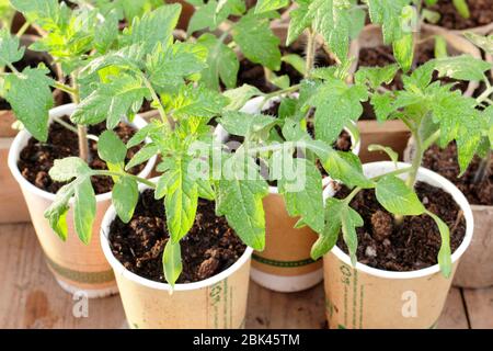 Pianta di pomodoro. Solanum lycopersicum. Piante di pomodoro coltivate in casa in tazze da caffè compostabili con upcycled. Foto Stock