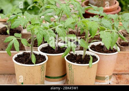 Pianta di pomodoro. Solanum lycopersicum. Piante di pomodoro coltivate in casa in tazze da caffè compostabili con upcycled. Foto Stock