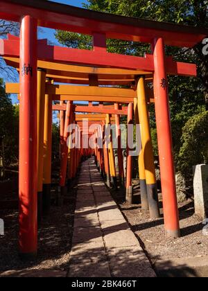 Torii Gates al Santuario di Nezu, Tokyo, Giappone Foto Stock