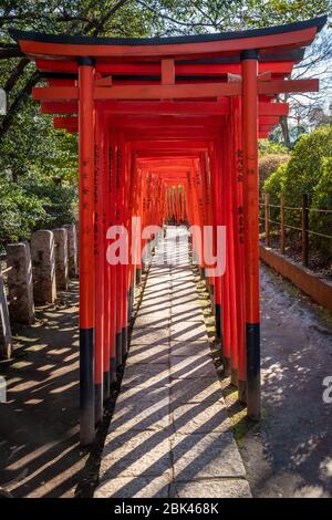 Torii Gates al Santuario di Nezu, Tokyo, Giappone Foto Stock