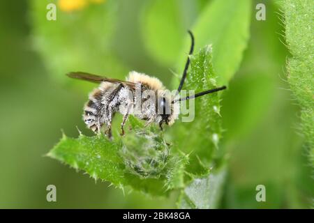 Spina pollinata di api selvatiche Foto Stock