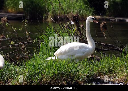 Swan sul fiume Wye vicino Llansteffan. Foto Stock