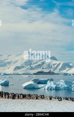 Colonia di pinguini Gentoo (Pygoscelis papua) sull'Isola di Cuverville nella regione della Penisola Antartica con la nave da crociera Seabourn quest in background Foto Stock