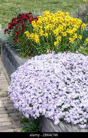 phlox subulata strisciante, Cheiri Erysimum Cheiri di Wallflower giallo rosso, giardino primaverile di phlox Foto Stock