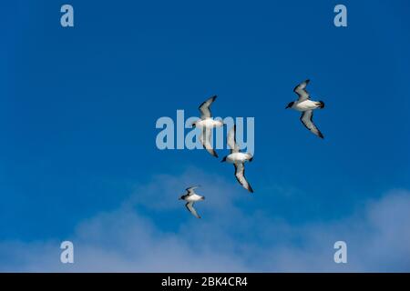 I petrelli del Capo (Capense di Daption) anche chiamati Pigeon del Capo o Pintado Petrel, che volano nel passaggio di Drake Foto Stock