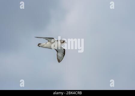 Un capo Petrel (Capense Daption) chiamato anche Capo Pigeon o Pintado Petrel, sta volando nel Drake Passage Foto Stock