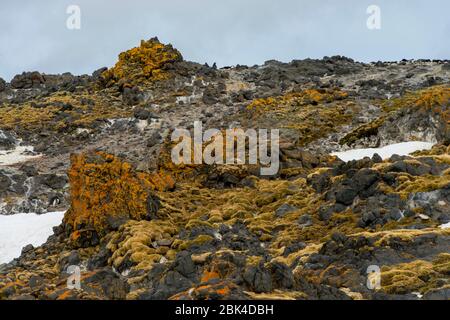 Rocce sotto la colonia di pinguini ricoperte di erbe, licheni e mossi presso la stazione di ricerca polacca Henryk Arctowski (Polska Stacja Antartyczna) Foto Stock