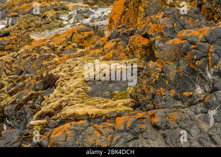 Rocce sotto la colonia di pinguini ricoperte di erbe, licheni e mossi presso la stazione di ricerca polacca Henryk Arctowski (Polska Stacja Antartyczna) Foto Stock