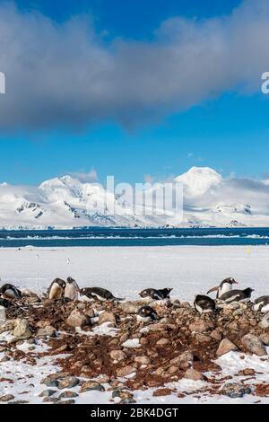 Colonia di pinguini di Gentoo (Pygoscuis papua) incubando e deponendo uova (all'inizio della stagione) a Yankee Harbour, Greenwich Island nell'isola di South Shetland Foto Stock