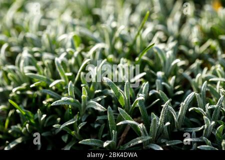 Cerastium coprì la terra. Impianto di copertura a terra. Foto Stock