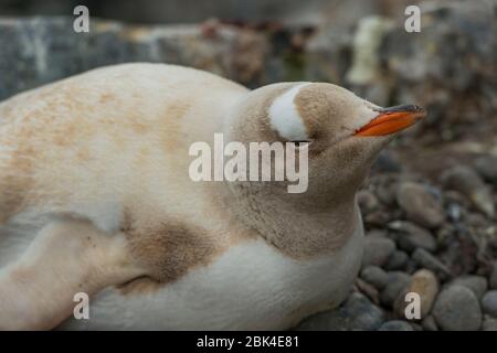 Pinguino leuco Gentoo (Pigoscelis papua) nidificato alla stazione cilena Gonz૥z Videla, sul punto di Waterboat della terraferma Antartica in Paradise Bay, Foto Stock