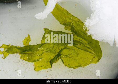 Un pezzo di alghe che galleggia tra ciottoli di ghiaccio intrecciati con la bassa marea al Waterboat Point nella Baia del Paradiso, sulla terraferma Antartico Foto Stock