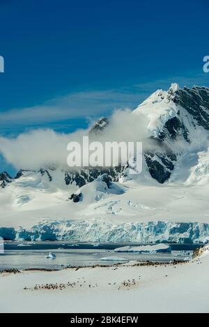 Vista da collina della colonia di pinguini di Gentoo (Pygoscelis papua) con siti di nido ancora coperti di neve in primavera sull'isola di Cuverville nell'Ant Foto Stock