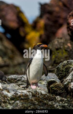 Pinguino di maccheroni (Eudyptes chrisolophus) sulla costa rocciosa a Cooper Bay sull'Isola della Georgia del Sud, Sub-Antartide. Foto Stock