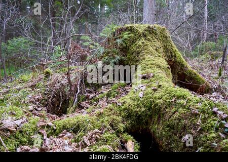 Muschio sul vecchio moncone nella foresta Foto Stock