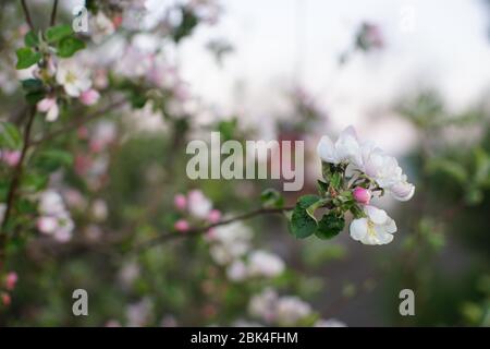 Fiori di melo in fiore sul ramo primo piano in primavera giardino. Foto Stock
