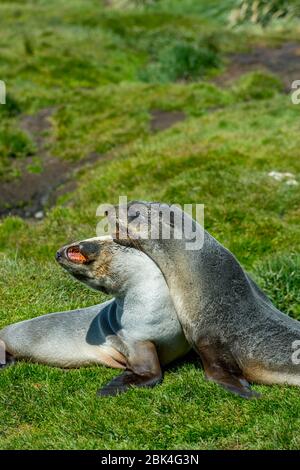 Le foche antartiche (Arctocephalus gazzella) giocano nei pressi della stazione di caccia alla caccia alla caccia alla caccia alla balena norvegese a Grytviken, sull'isola della Georgia meridionale, in Sub-Antartide. Foto Stock