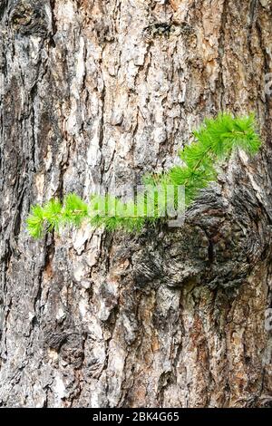 Larix decidua larice europeo, aghi giovani su ramoscello, struttura corteccia albero Foto Stock