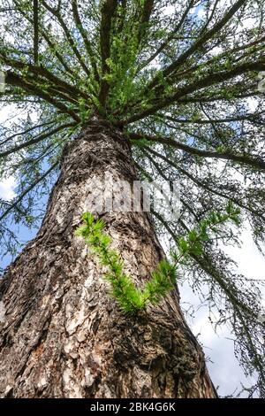 Tronco di Larix decidua larice europeo, vecchia corteccia di larice Foto Stock