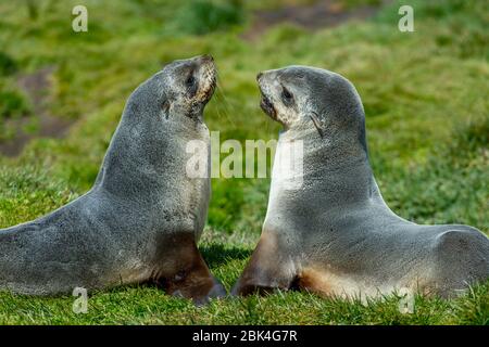 Le foche antartiche (Arctocephalus gazzella) giocano nei pressi della stazione di caccia alla caccia alla caccia alla caccia alla balena norvegese a Grytviken, sull'isola della Georgia meridionale, in Sub-Antartide. Foto Stock