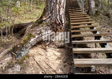 Albero che cresce vicino alle scale nella foresta Foto Stock