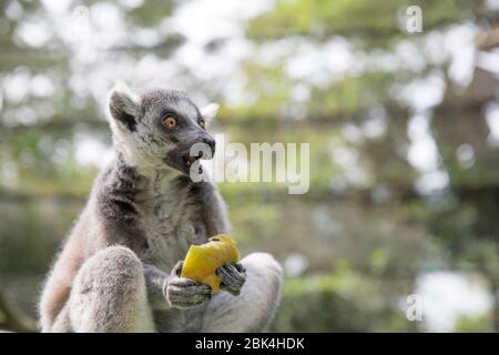 Anello coda Lemur mangiare frutta Foto Stock